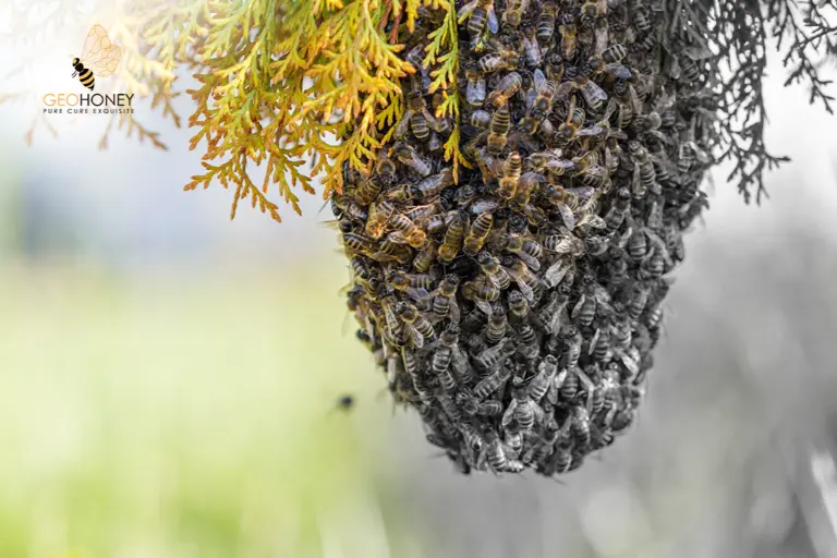 Bee Colony Loss : One Of The Greatest Decline Is Noticed In The Past Year