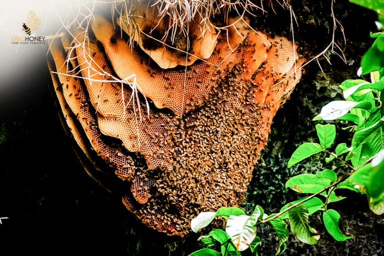 الفوائد الصحية لعسل الكهف