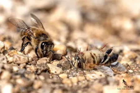 الآثار الضارة لمبيدات الآفات على نحل العسل