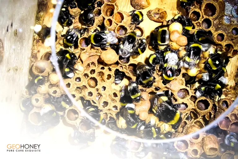 هل يتلقى نحل العسل التلقيح بشكل أفضل عندما يتغذى على الكافيين؟