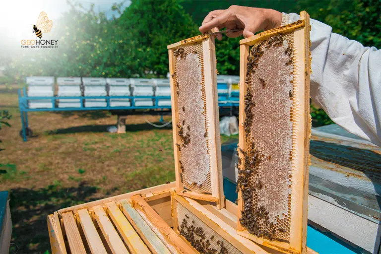 هل يشكل الازدهار في تربية النحل ضغطًا مفرطًا على النحل الأصلي؟