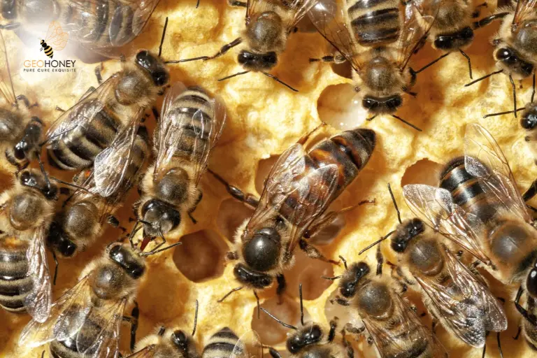 ملكة النحل تغني ثنائيًا في الخلية: ترجم العلماء عملية الاتصال والاستجابة هذه بين النحل