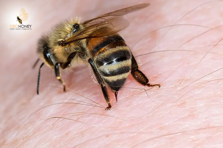 سم النحل يظهر نتائج فعالة في قتل بعض خلايا سرطان الثدي: تقرير بي بي سي الأخير يقول!
