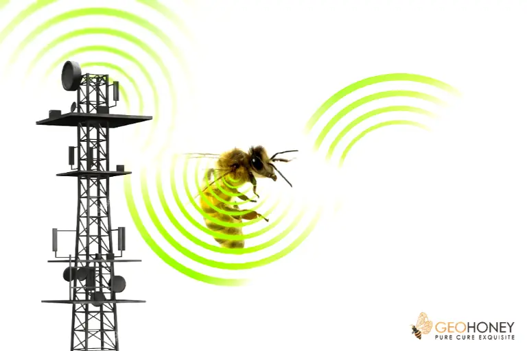 تأثير الإشعاعات الكهرومغناطيسية على صحة نحل العسل