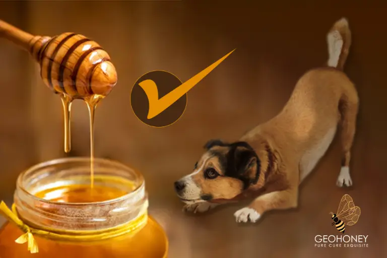هل من الآمن تضمين عسل النحل في حمية الكلب؟