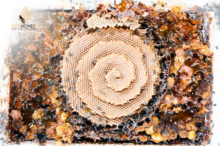 Knowing The Secret Behind The Healthy Sugar Found In The Stingless Bee Honey