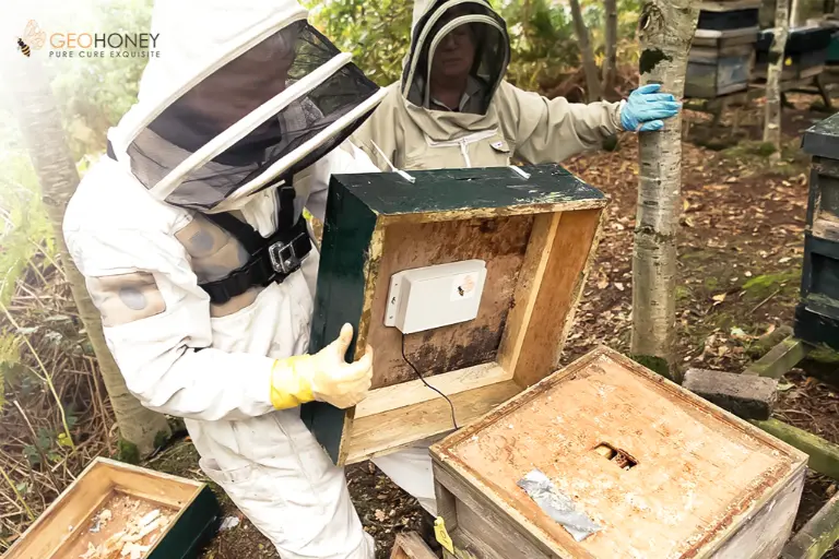 تقنية أحادية الزهرة - نهج فعال أحدث ثورة في صناعة تربية النحل