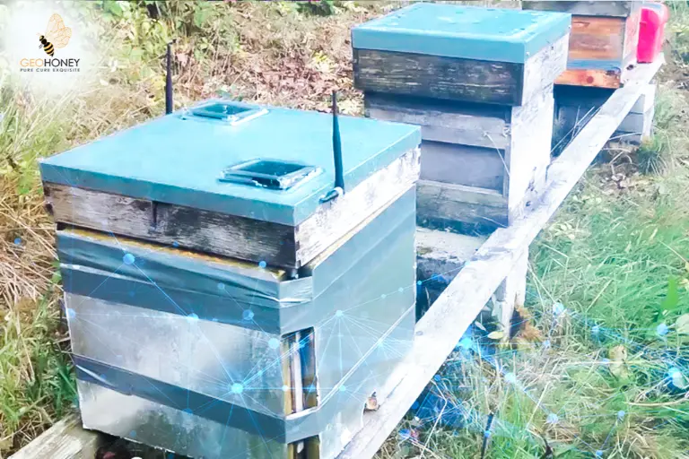 Remote Monitoring: An Effective Way Used By Tech Firms To Save Honey Bees