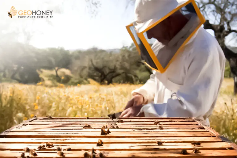 بدء تربية النحل في الربيع - ما الذي يجب مراعاته؟