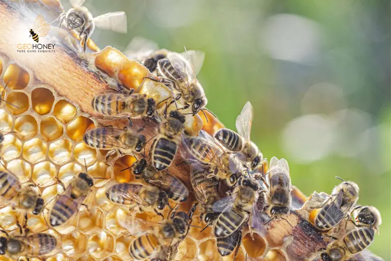 تتبع نحل العسل: خطوة مهمة لفهم انخفاض أعدادهم
