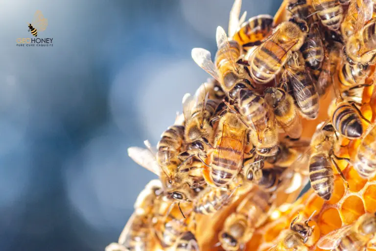 العسل النحل