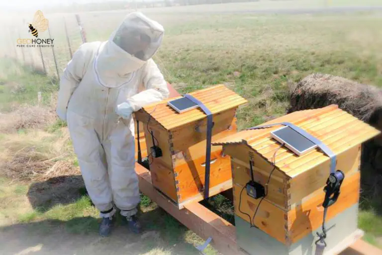 خلايا النحل الرقمية: طريقة مفيدة لإنقاذ خلايا النحل من الهجمات غير المحذرة