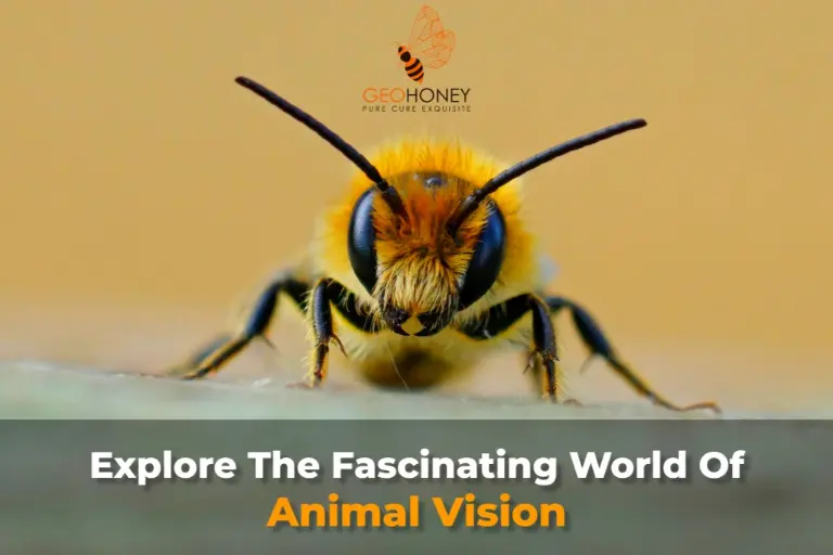 اكتشاف العالم من خلال عيون الحيوانات