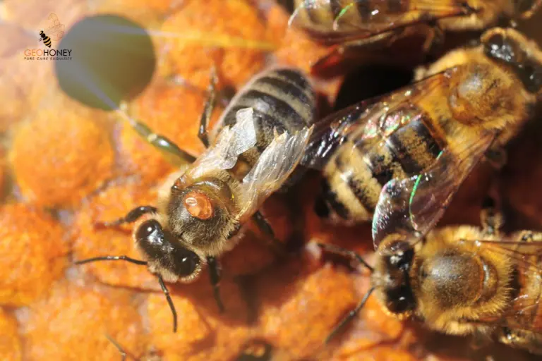 تحديات صحة نحل العسل - ميكروبيوم الأمعاء هو حل بيولوجي جديد