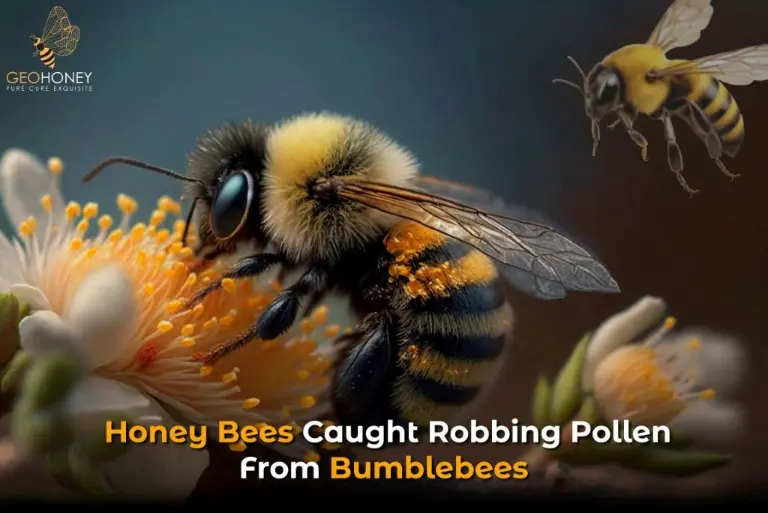 تم القبض على نحل العسل الإيطالي وهو يسرق حبوب اللقاح من النحل الطنان