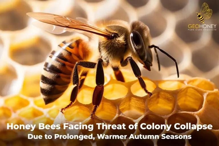 نحل العسل يواجه خطر انهيار مستعمرته بسبب مواسم الخريف الطويلة والأكثر دفئًا