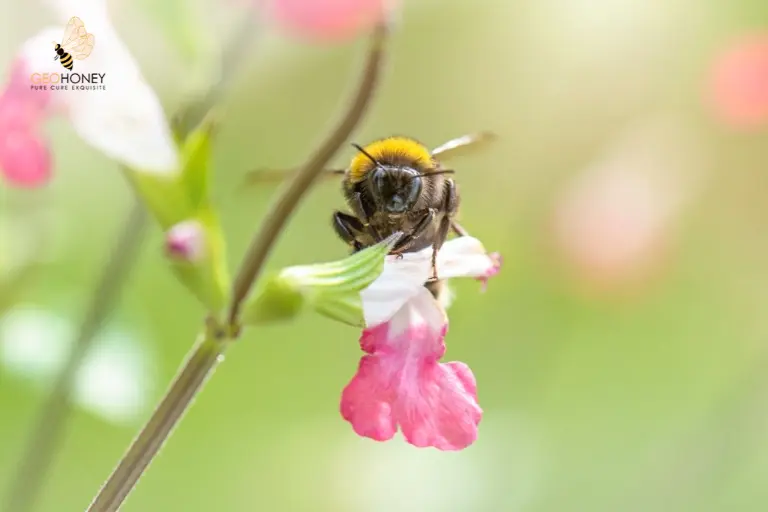 Honeybees Life Span - Geohoney