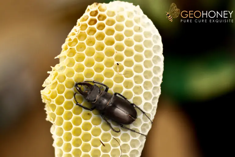 كيف يطعم النحل الخنافس عن غير قصد مخاطرة بخلايا النحل؟