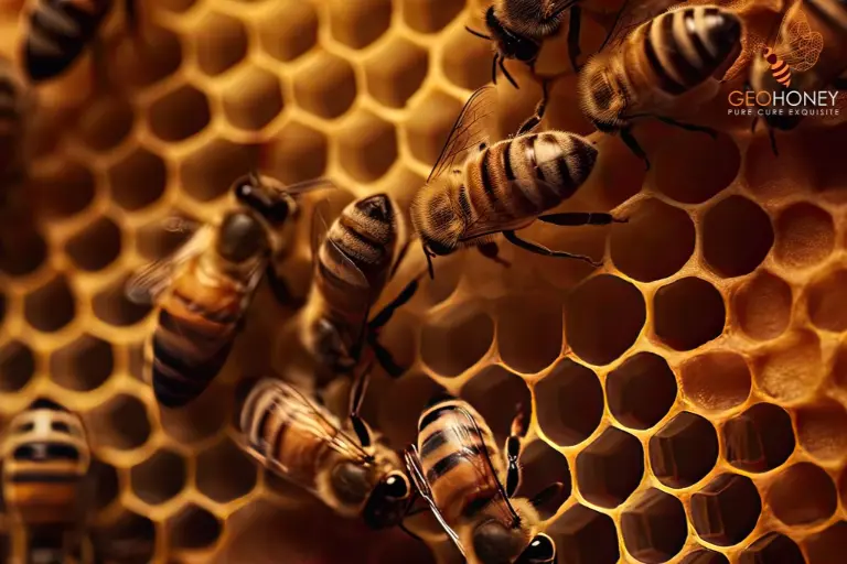 يقوم نحل العسل والسترات الصفراء بشكل تعاوني ببناء أعشاشهم باستخدام خلايا سداسية ذات أحجام مختلفة. النحل والدبابير.