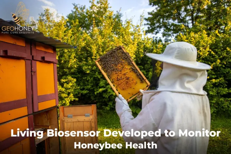 Un biocapteur vivant développé pour surveiller la santé des abeilles
