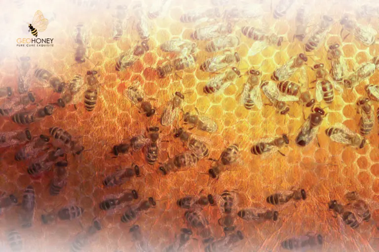 خلايا النحل