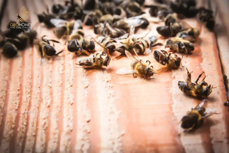 سمية المبيدات على نحل العسل - علامات واعراض التسمم