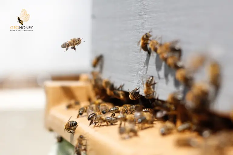 تظهر الأبحاث الحديثة اتجاهًا هبوطيًا مروعًا في تنوع النحل