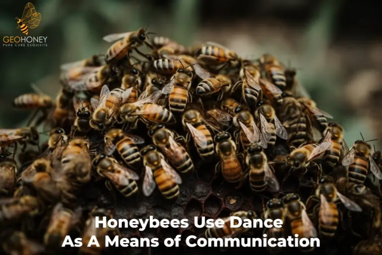 Исследования показывают, что медоносные пчелы используют танец для общения