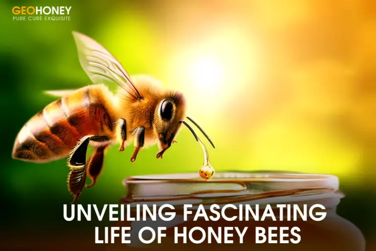 لقطة مقرّبة لنحلة عسل على زهرة ، تعرض الحياة المعقدة والرائعة لهذه الحشرات التي تعمل بجد.