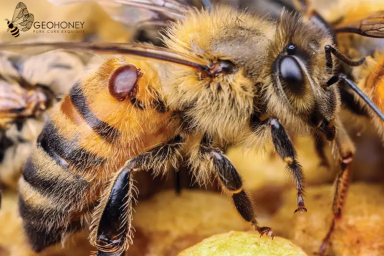 لماذا يُقتل ملايين النحل في أستراليا - اعرف السبب!