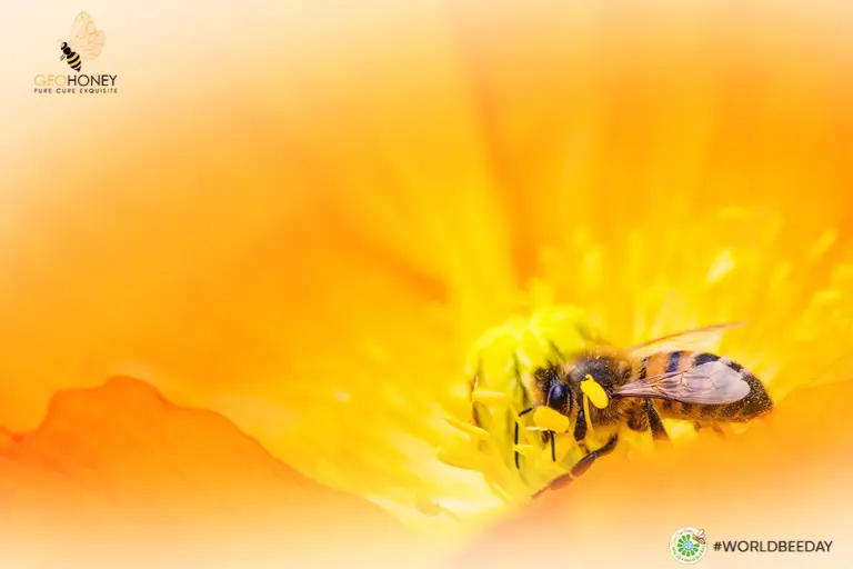 نعرب عن امتناننا للنحل في يوم النحل العالمي في Geohoney!