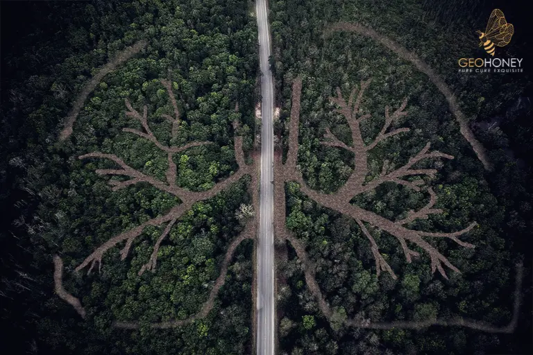 اليوم العالمي للغابات المطيرة: حفظ الغابات والكوكب باستخدام Geohoney