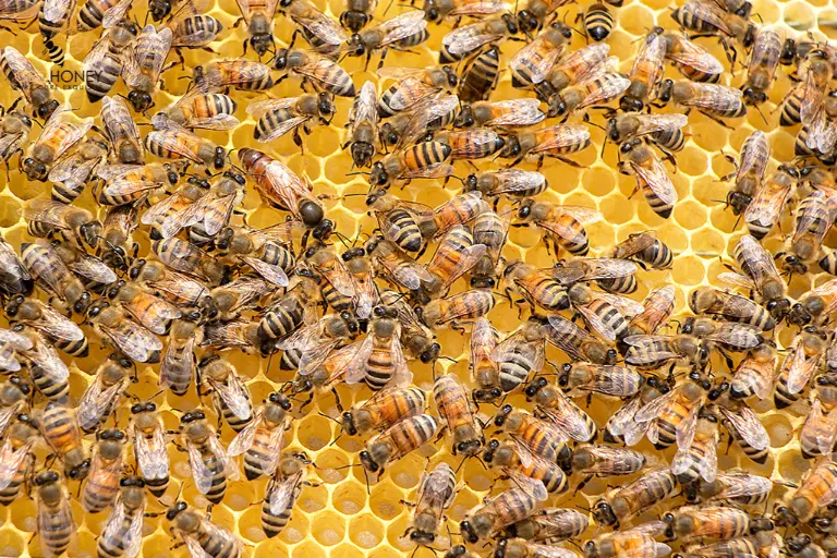 بكتيريا مُهندَسة يمكنها حماية صحة النحل