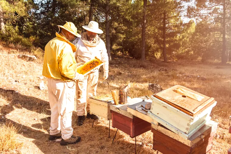 حفظ عسل النحل